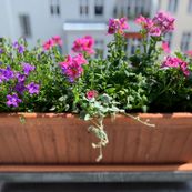 Blumen Hübner am Bayerischen Platz e.K. - Balkonkästen